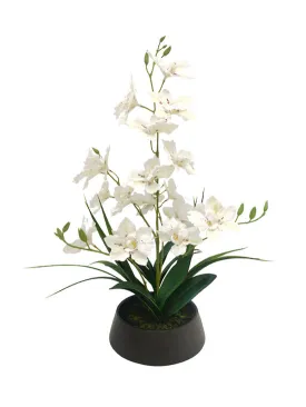 Dendrobium Nobile Orchid in Black Pot 44cm